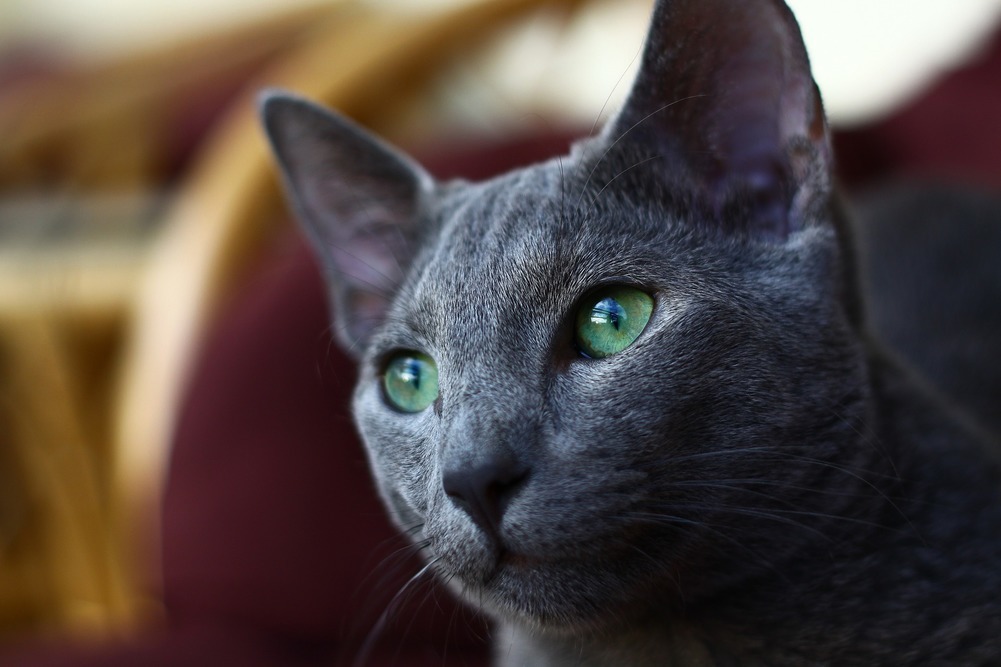 Katten Russian Blue