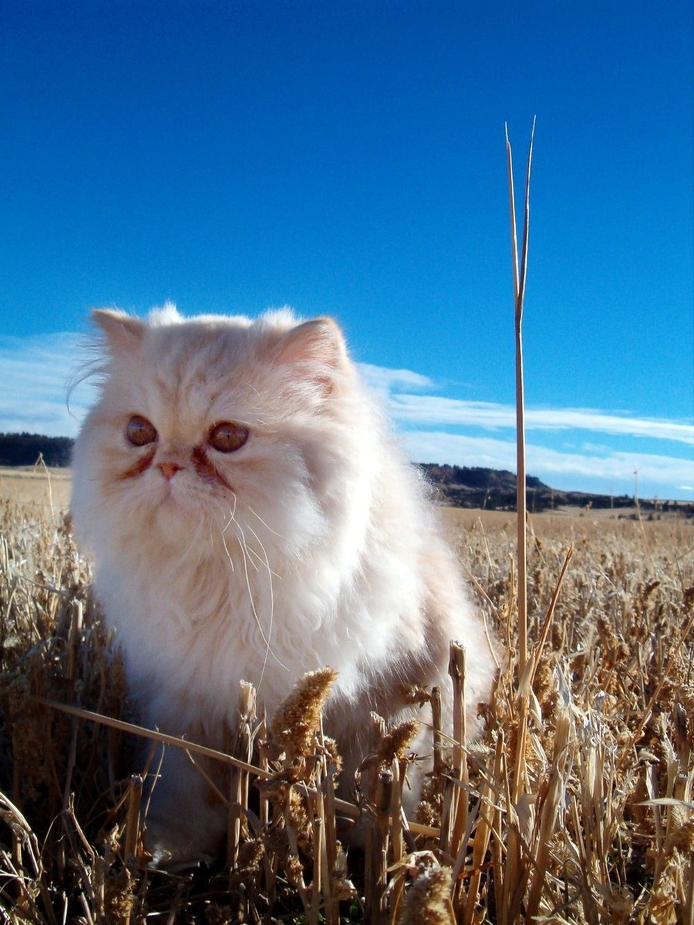 Perser - en långhårig katt
