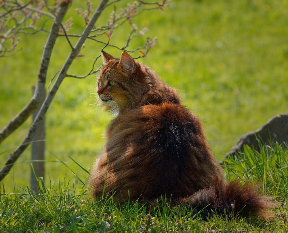 Norsk skogkatt