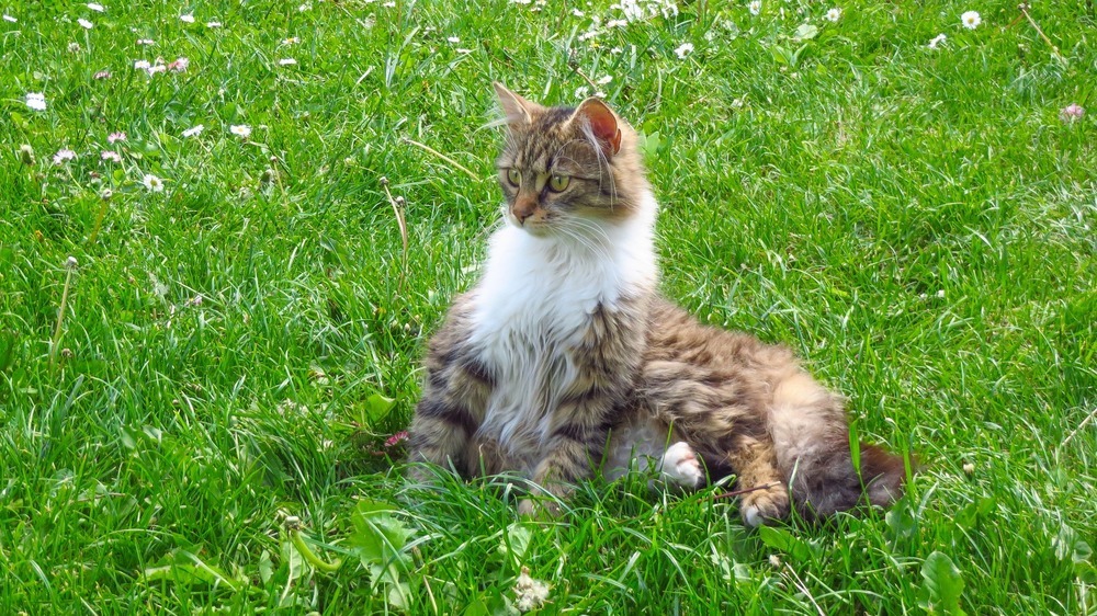 Maine Coon