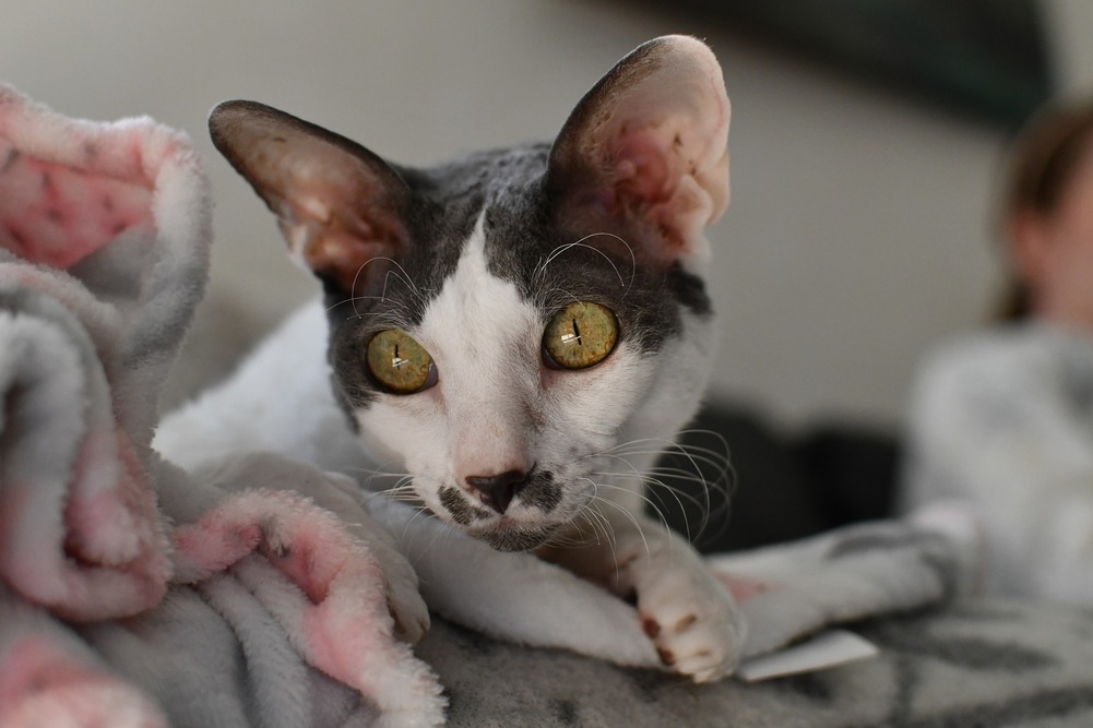 Devon rex