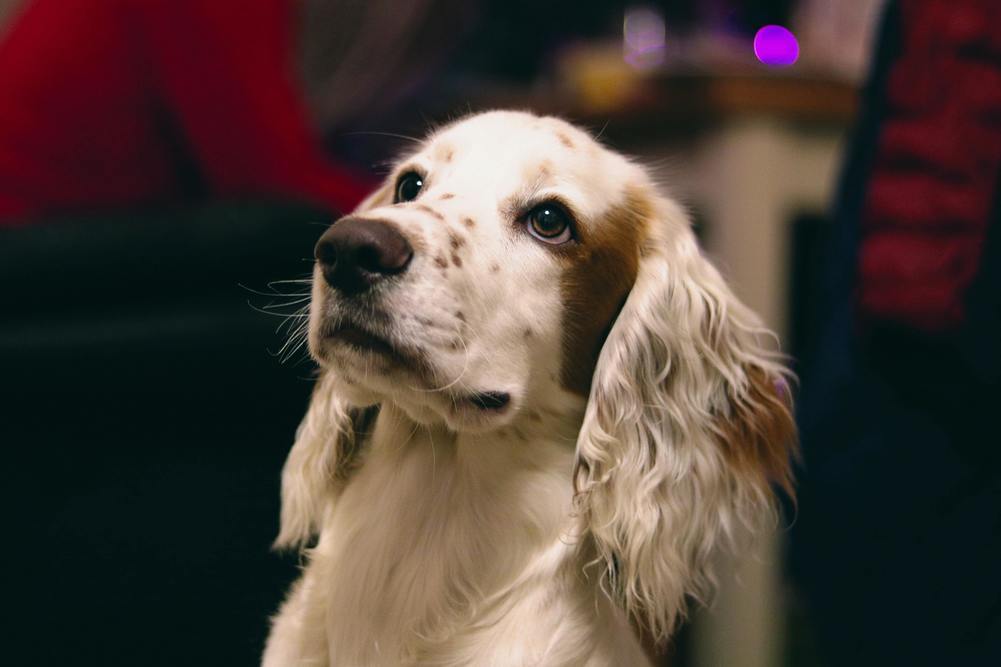 engelsk springer spaniel