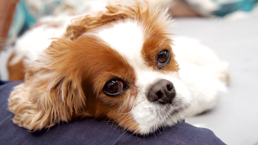 Cavalier King Charles Spaniel