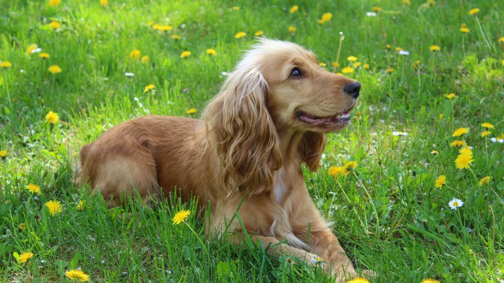 cocker spaniel