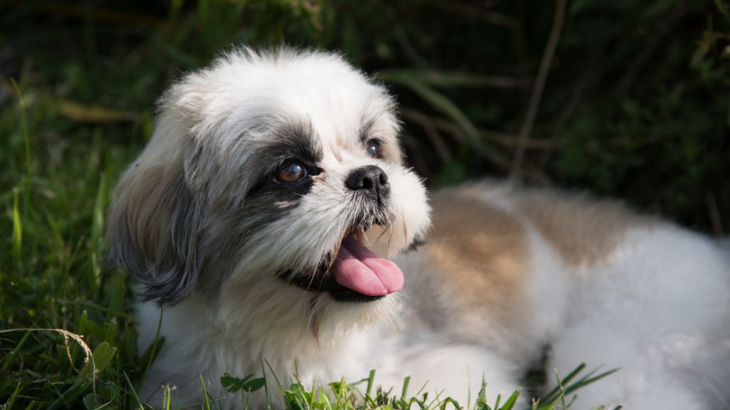 shih tzu