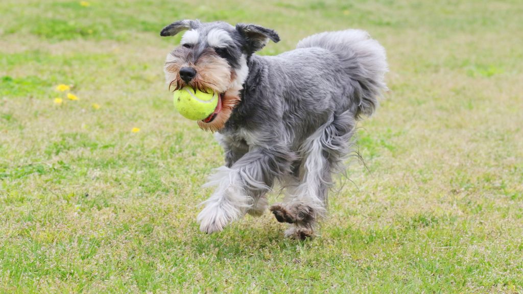 Dvärgschnauzer