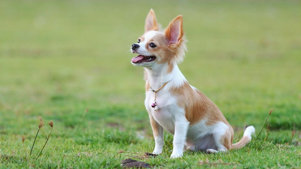 Chihuahua